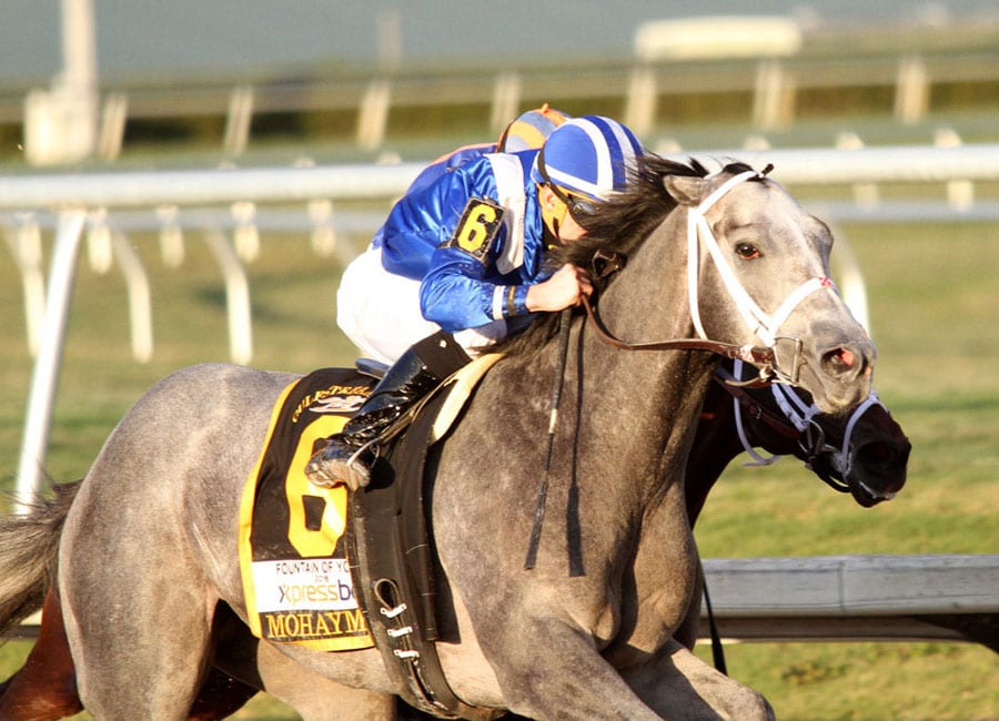 Mohaymen — Grey colt by Tapit out of Justwhistledixie