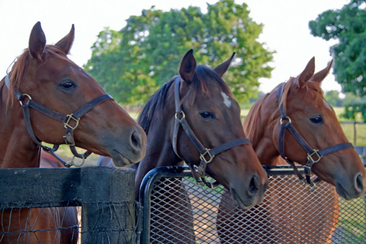 Broodmares along the fence line at Clearsky Farms