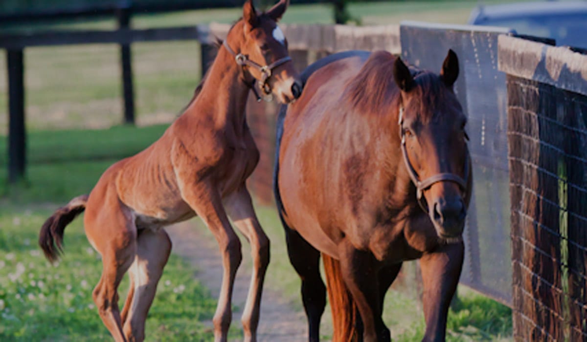 Horses in training at Clearsky Farms
